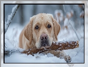 Labrador retriever, Śnieg, Leżący, Pies