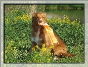 Retriever z Nowej Szkocji, medal