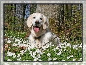 Labrador, Retriewer, Zawilce