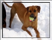 Rhodesian ridgeback, śnieg, piłka