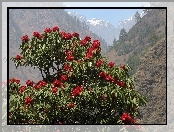 Rhododendron, Góry