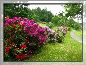 Rododendron, Ogród