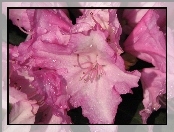 Rododendron