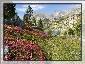 Rododendrony, Wiosna, Góry, Jezioro, Łąk