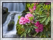 Kwiaty, Rododendrony, Wodospad