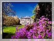 Rododendrony, Pałac, Park, Kwitnące, Drzewa