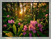 Rododendrony, Promienie Słońca, Las, Zachód