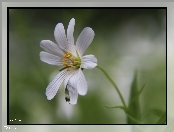 Rogownica Polna, Biały, Kwiat