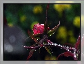 Rosa, Pąk, Róża, Krople, Kropelki