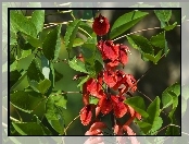 Roślina, Kwiety, Liście, Czerwone