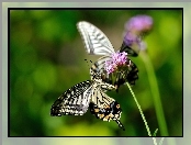 Motyl, Roślina, Makro