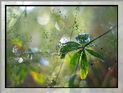 Liście, Rośliny, Bokeh
