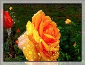 Rosy, Róża, Pomarańczowa, Pąk, Krople