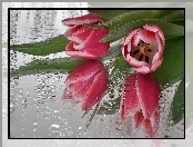 Rosy, Bukiet, Kwiatów, Tulipany, Krople