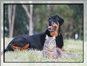 Rottweiler, Park, Kot, Łąka