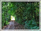 Ścieżka, Drzewa, Rowerowa, Las