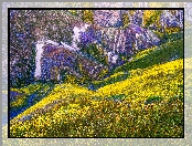 Równina Carrizo, Kalifornia, Łąka, Stany Zjednoczone, Wzgórza, Góry, Kwiaty