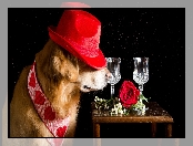 Pies, Kieliszki, Czarne tło, Golden Retriever, Kapelusz, Stolik, Róża