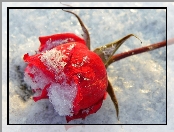 Czerwona,  

, Róża, Śnieg