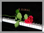 Czerwona, Róża, Pianino