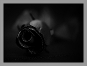 Kwiat, Róża, Czarna