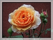 Łososiowa, Róża, Rosa