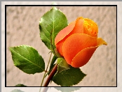 Pomarańczowa, Róża, Listki