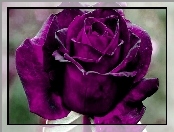 Róża, Purpurowa