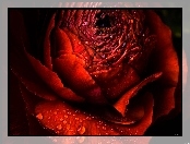 Róża, Rosa