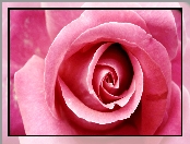 Różowa, Róża, Kwiat