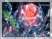 Szkło, Grafika, Kwiat, Róża