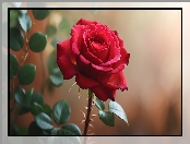 Rozkwitająca, Róża, Zielone, Czerwona, Listki