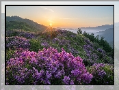 Korea Południowa, Hwangmaesan, Różanecznik, Góra, Promienie słońca