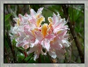 Różanecznik, Occidentale, Zachodni, Rhododendron