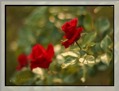 Czerwone, Róże, Kwiaty