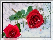 Róże, Śnieg, Kwiaty, Dwie, Czerwone