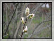 Rozkwitająca, Magnolia