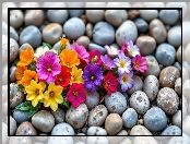 Kwiaty, Kamienie, Kolorowe, Rozkwitnięte