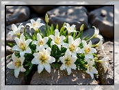 Lilie, Kamienie, Białe, Rozkwitnięte