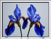 Niebieskie, Irysy, Dwa, Rozkwitnięte