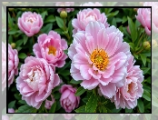 Kwiaty, Rozkwitnięte, Piwonie, Różowe, Pąki