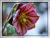 Kwiat, Ciemiernik, Liście, Rozkwitnięty, Grafika AI