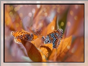 Dwa, Rozmyte, Tło, Motyle, Przeplatka didyma, Liście, Bokeh