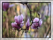 Różowa, Gałązka, Magnolia, Kwiaty