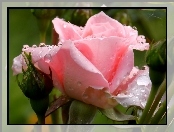 Różowa, Rosy, Róża, Krople