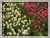 Białe, Różowe, Tulipany