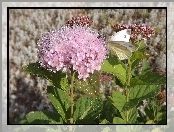 Różowe, Rosy, Kwiaty, Krople