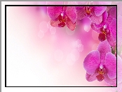 Różowe, Orchidea