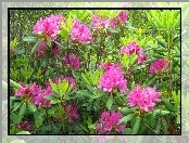 Rododendron, Różowe, Kwiaty