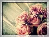 Różowe, Fotografia, Róże, Stara